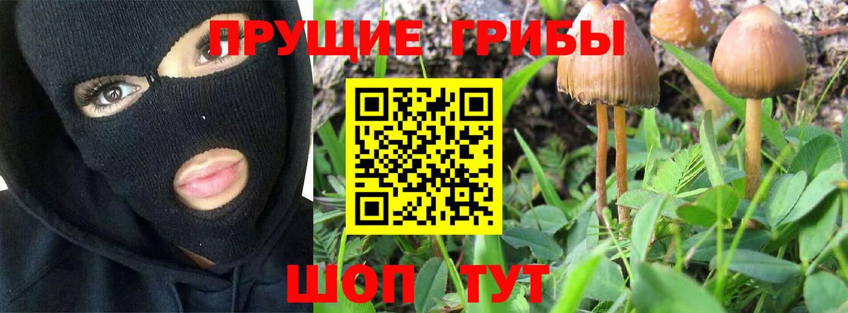 Галлюциногенные грибы Psilocybe Курск